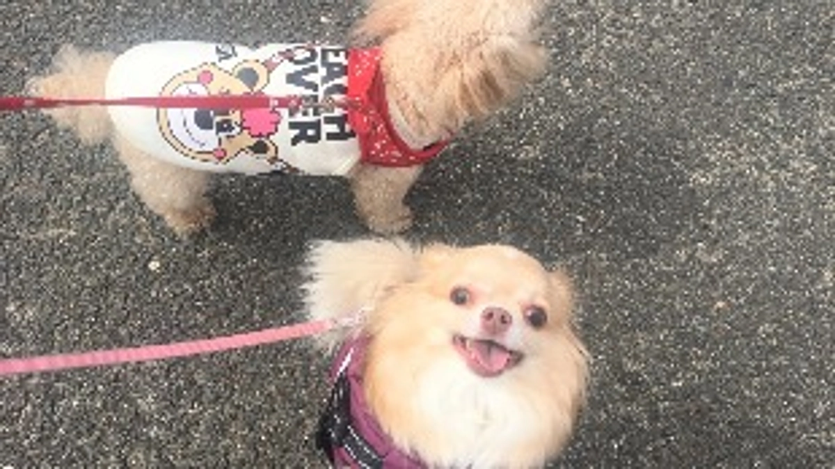 残り13日ありがとうございます🙇‍♀️