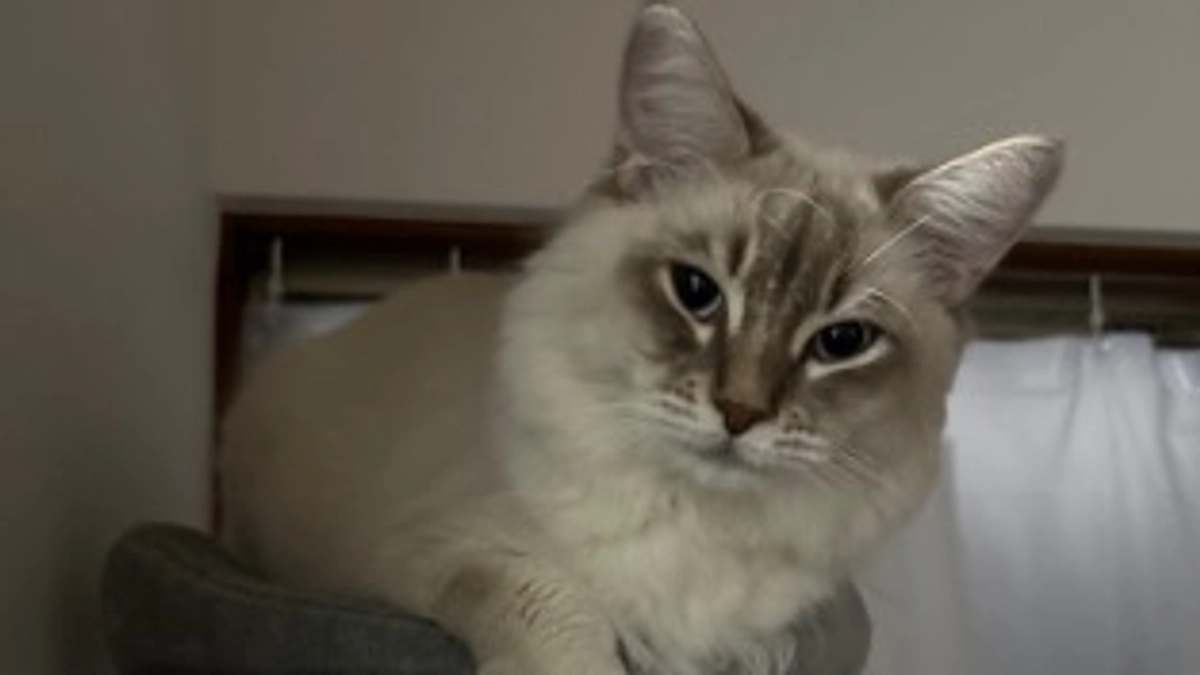 ラテの為にお願い致します。