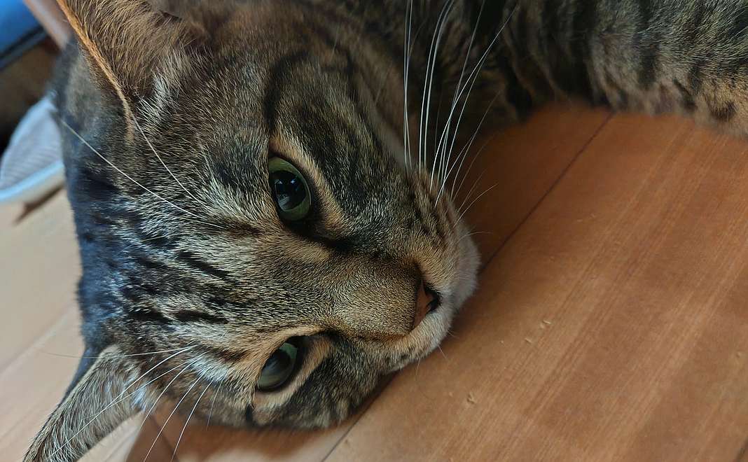 感謝のお手紙と保護猫写真　ピーちゃん