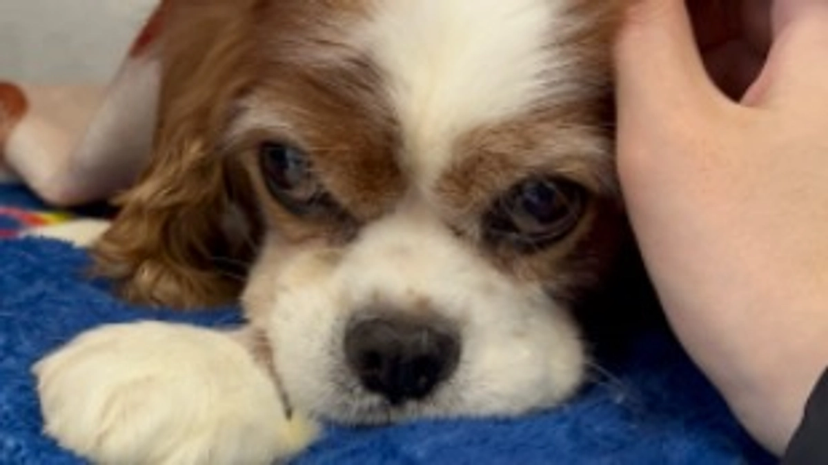 術後19日目。ルイ頑張って回復中です