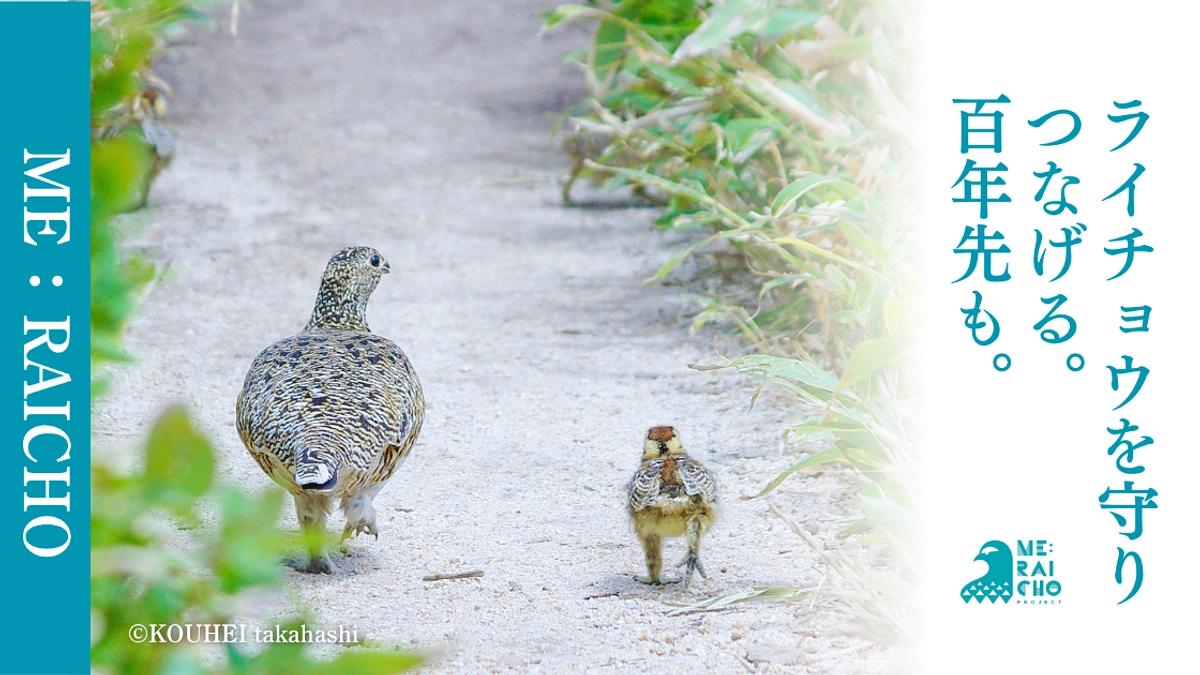 【7/28(月)10時〜】ミライチョウプロジェクト第二弾、開始しました