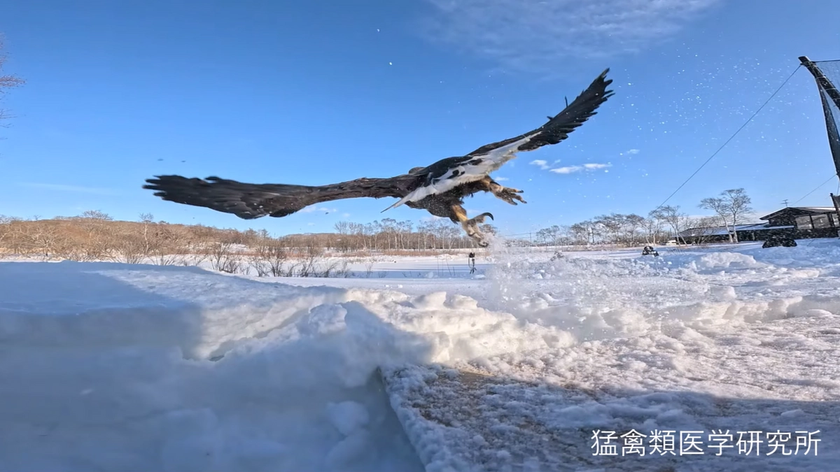 稚内で交通事故に遭ったオジロワシを放鳥しました