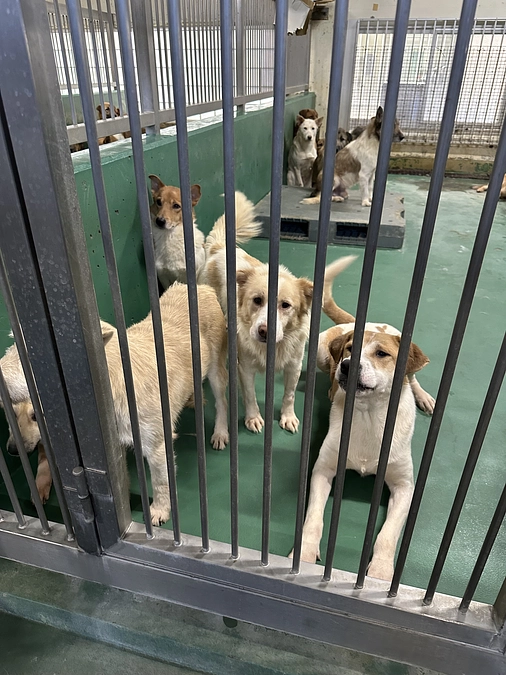 茨城動物指導センターからお迎え