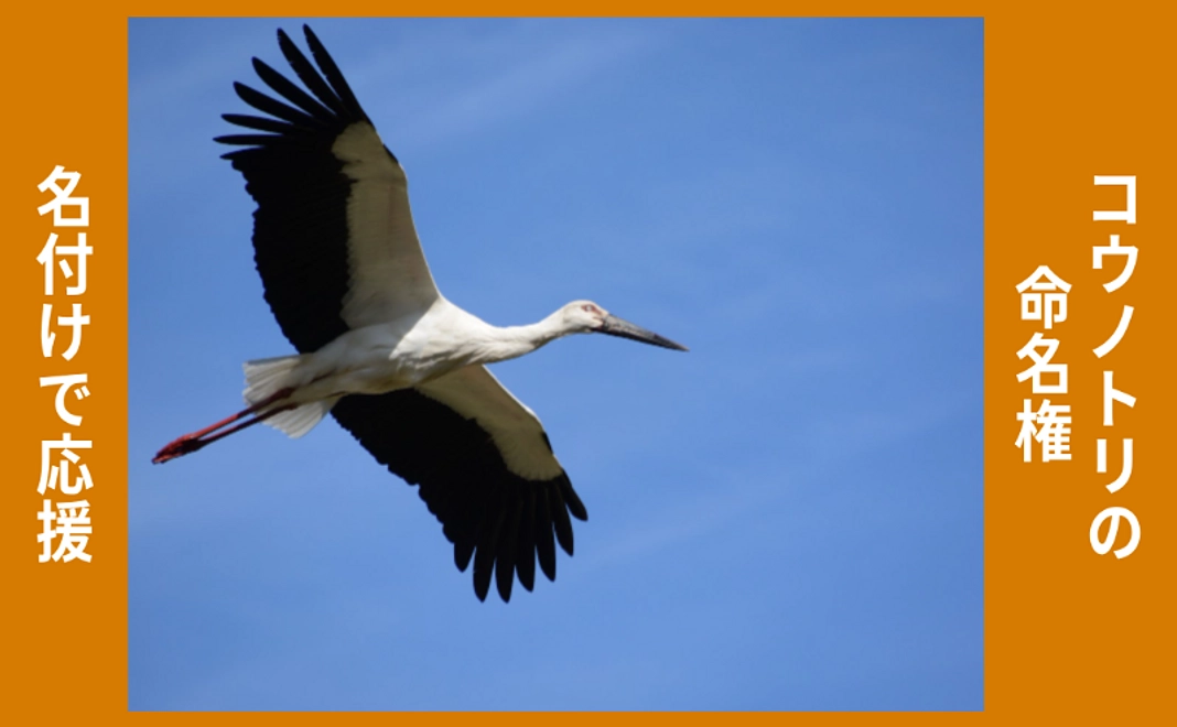 名付けで応援｜コウノトリの命名権