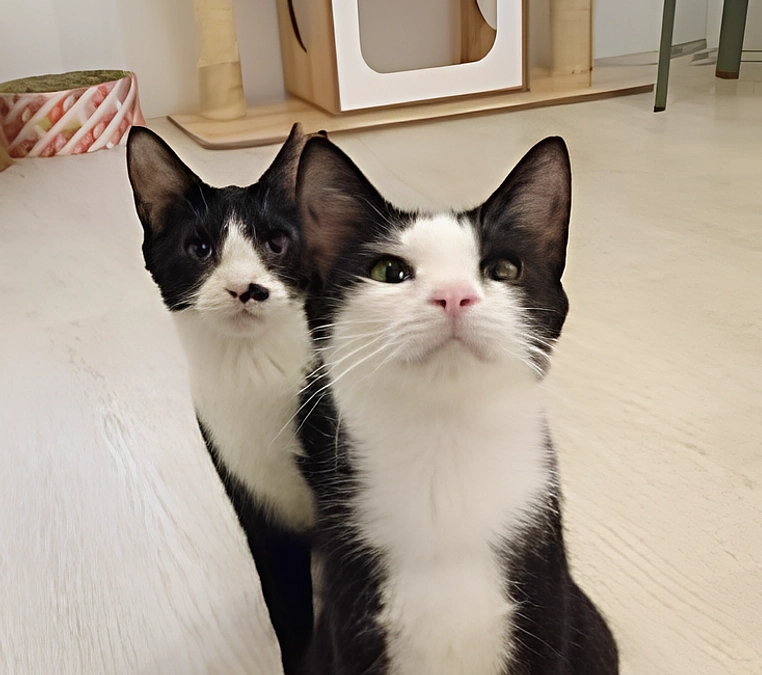 【ビフォー・アフター】多頭飼育崩壊からレスキューされた猫、仲良し２頭で同じ“ずっとのお家“へ