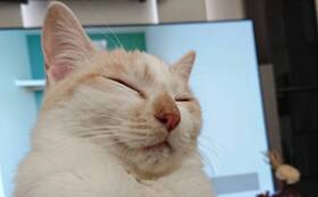 にゃん吉応援1000円