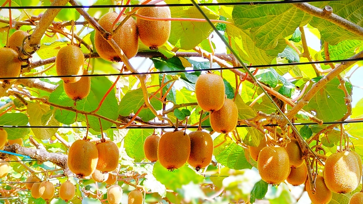 祖父母が残したキウイ畑を継続し新たなチャレンジへ！