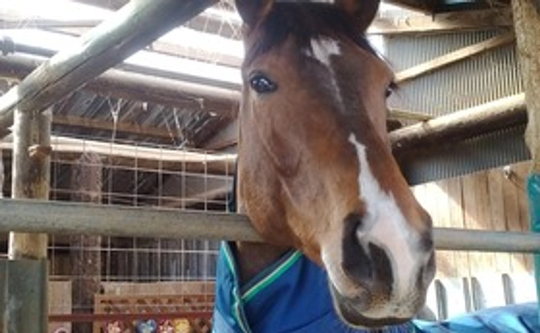 応援ありがとうございますメッセージ&お写真