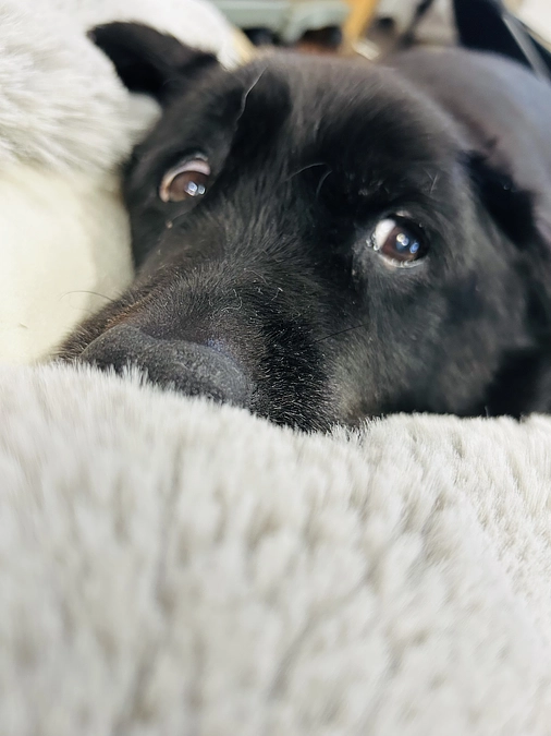 この活動をして避けては通れない「看取る」ということ