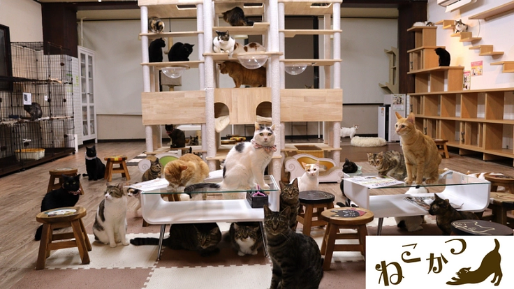 保護猫カフェねこかつ｜ビルの取り壊しにより、急遽移転が必要です！