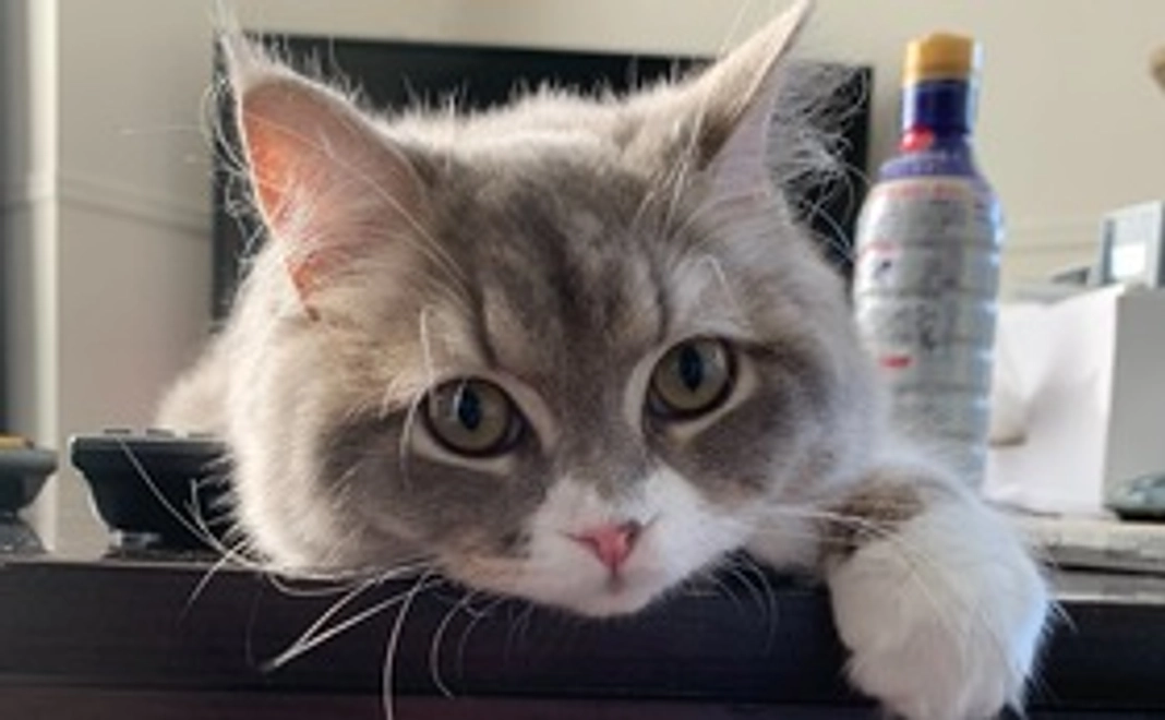 このめ応援1000(リターン不要)