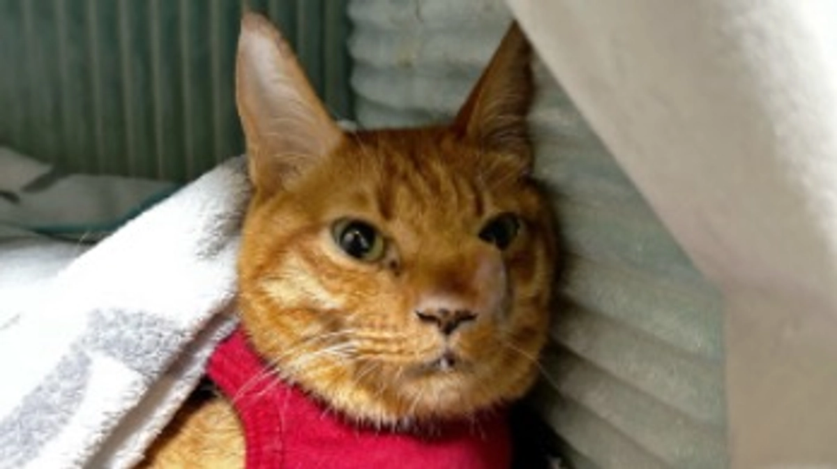 抗がん剤治療後の点滴について