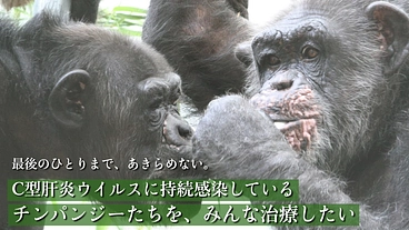 【最終章】ウイルスの医学的実験を受けたチンパンジー みんなの治療へ のトップ画像