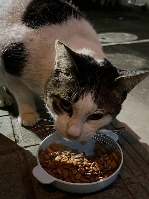 【活動報告】保護猫シェルター建設に伴う応援のお願い（カウントダウン27日！）