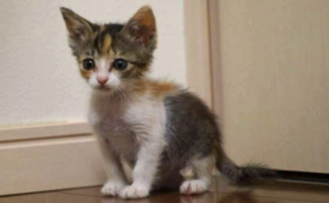 お気持ちコース