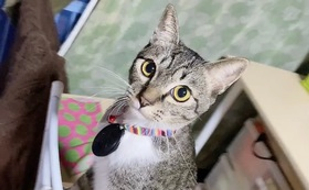 感謝のメールと写真