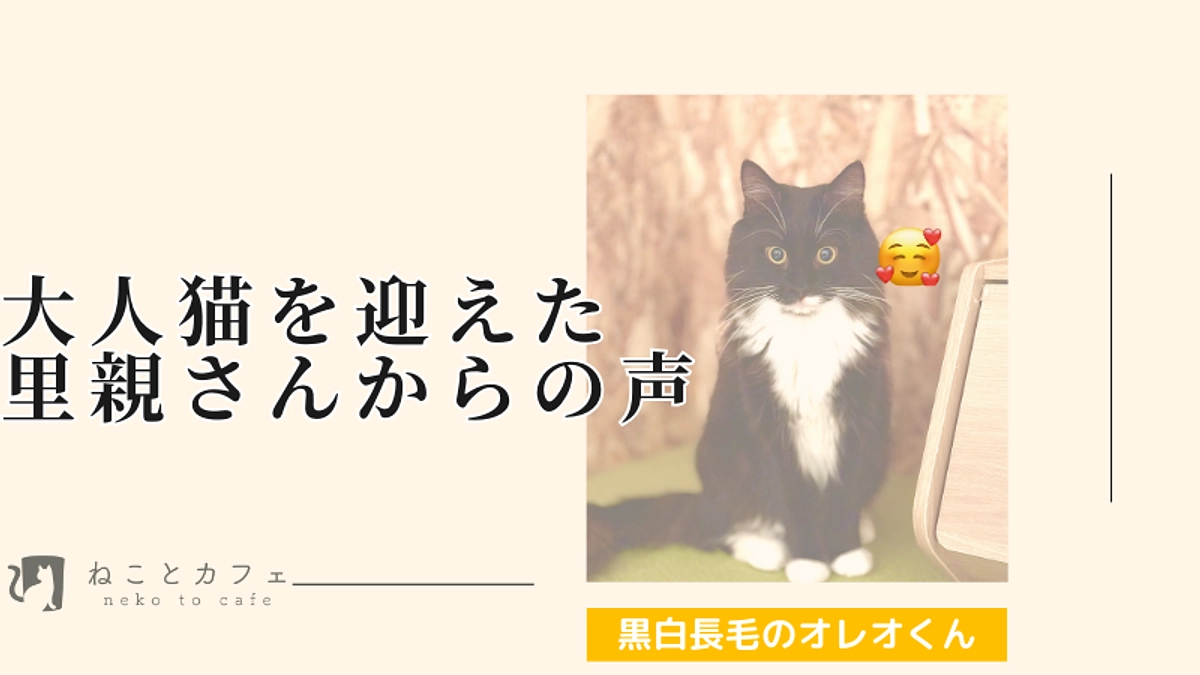 【里親さんの声】胃腸が弱くずっと療法食が必要なオレオ君へのご縁
