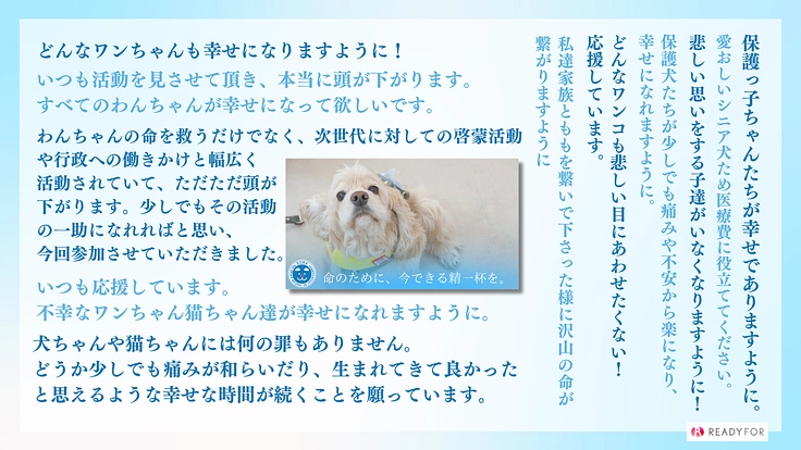 SORA小さな命を救う会|救える命を諦めない!保護犬に適切な医療を 6枚目