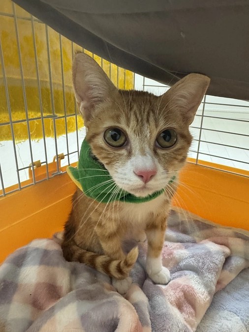 ぺろ君手術無事終了🙇