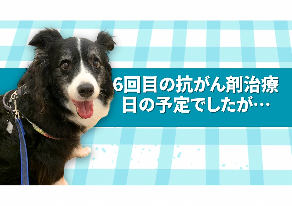 ６回目の抗がん剤治療の予定でしたが…