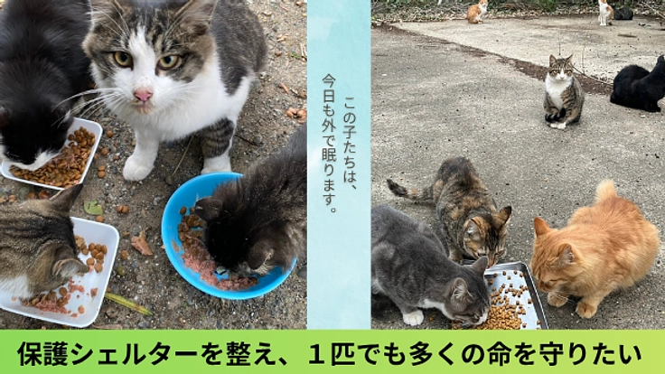 お腹の空いた野良猫達のために、居場所をつくりたい