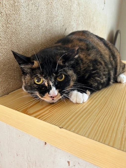 多頭飼育からのレスキュー