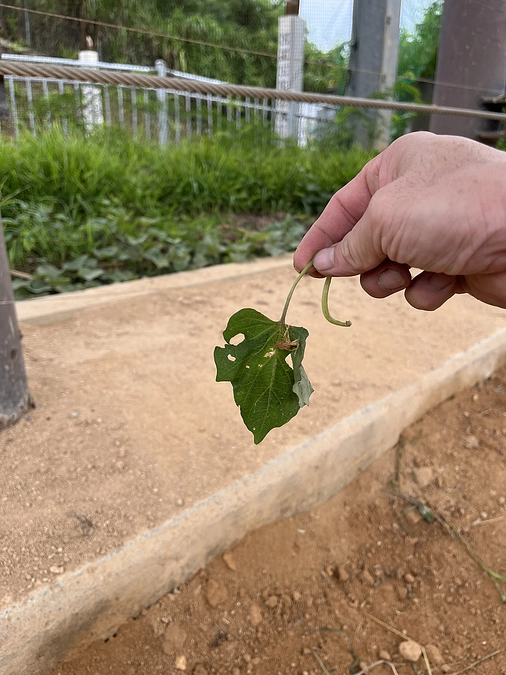 エレファントさつまいもファーム