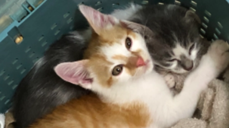 保護猫ちゃんの去勢と、目と頭のしこりを治してあげたい！