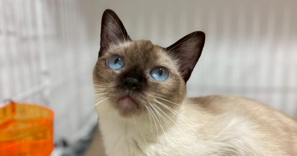 多頭飼育レスキュー兄妹 不妊手術へ！