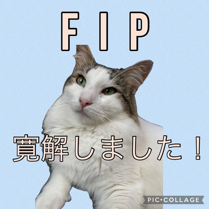 取り急ぎご報告です。FIP寛解しました！