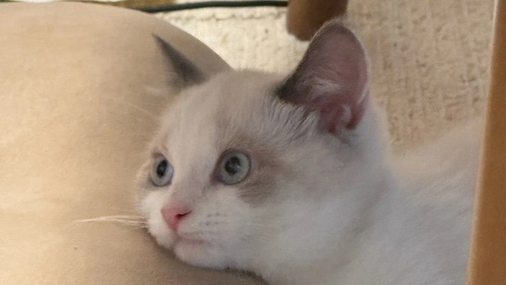 悲しみの中、迎えた子もFIPに。闘病中の治療費にご協力ください