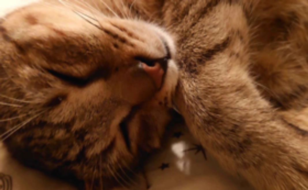 がんばれ！ルイくんコース 500