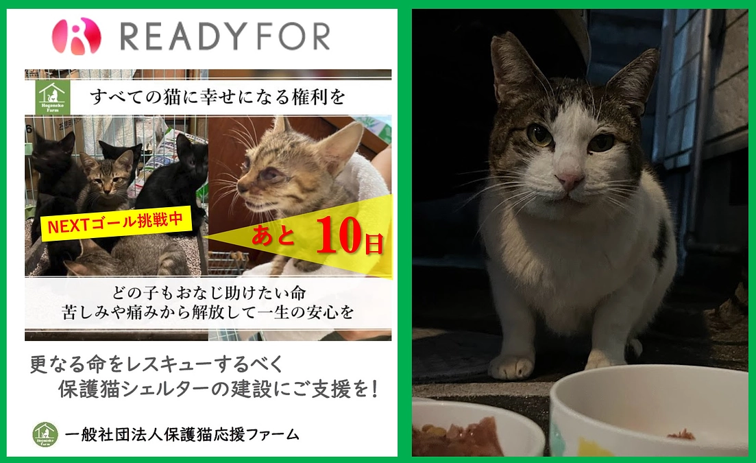 【活動報告】保護猫シェルター建設に伴うご支援のお願い（ラスト10日）