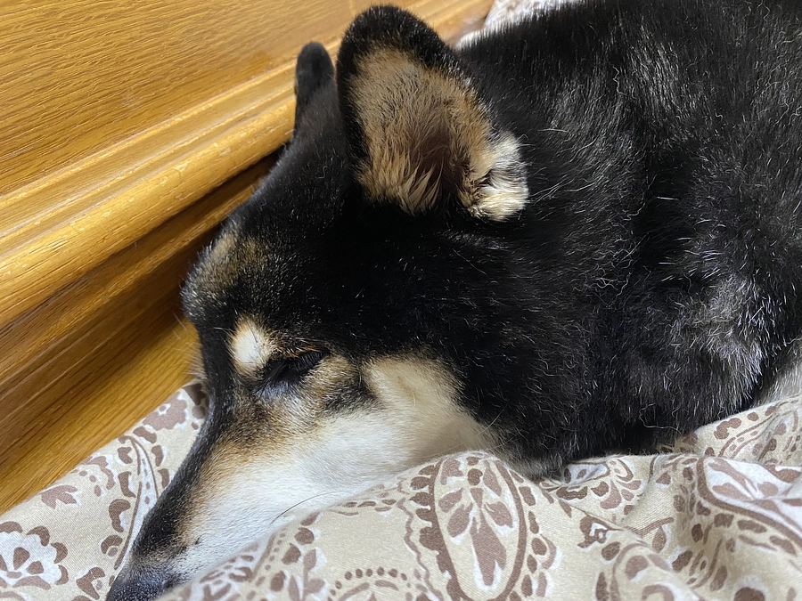 元気がない……