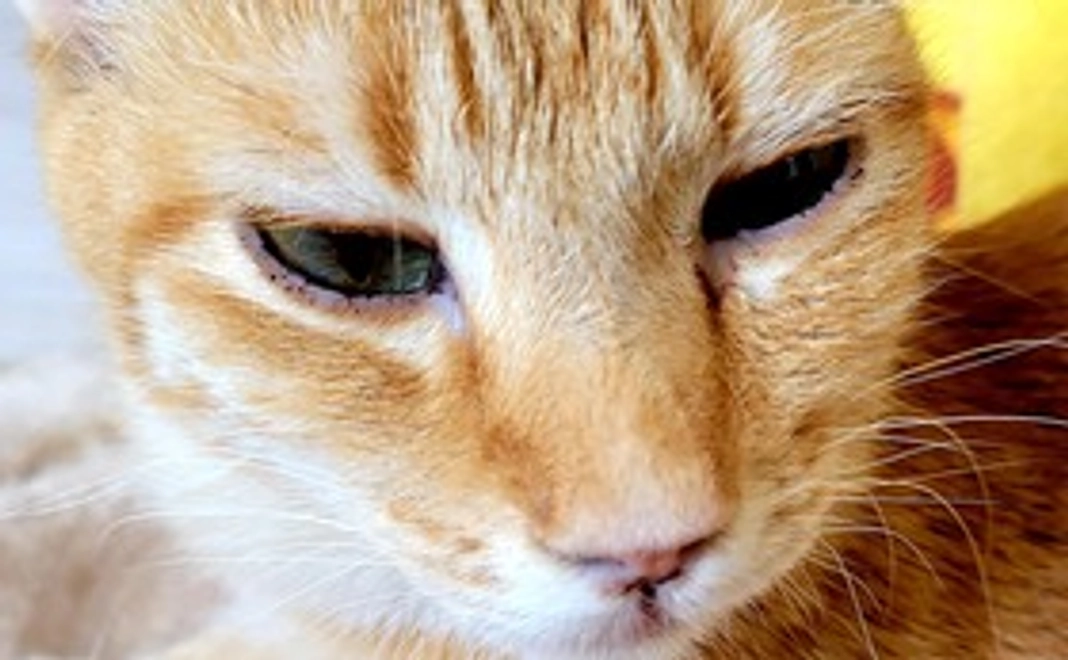 マイケルからありがとうの気持ち