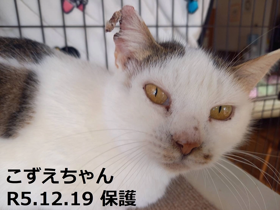 こずえちゃんの診断