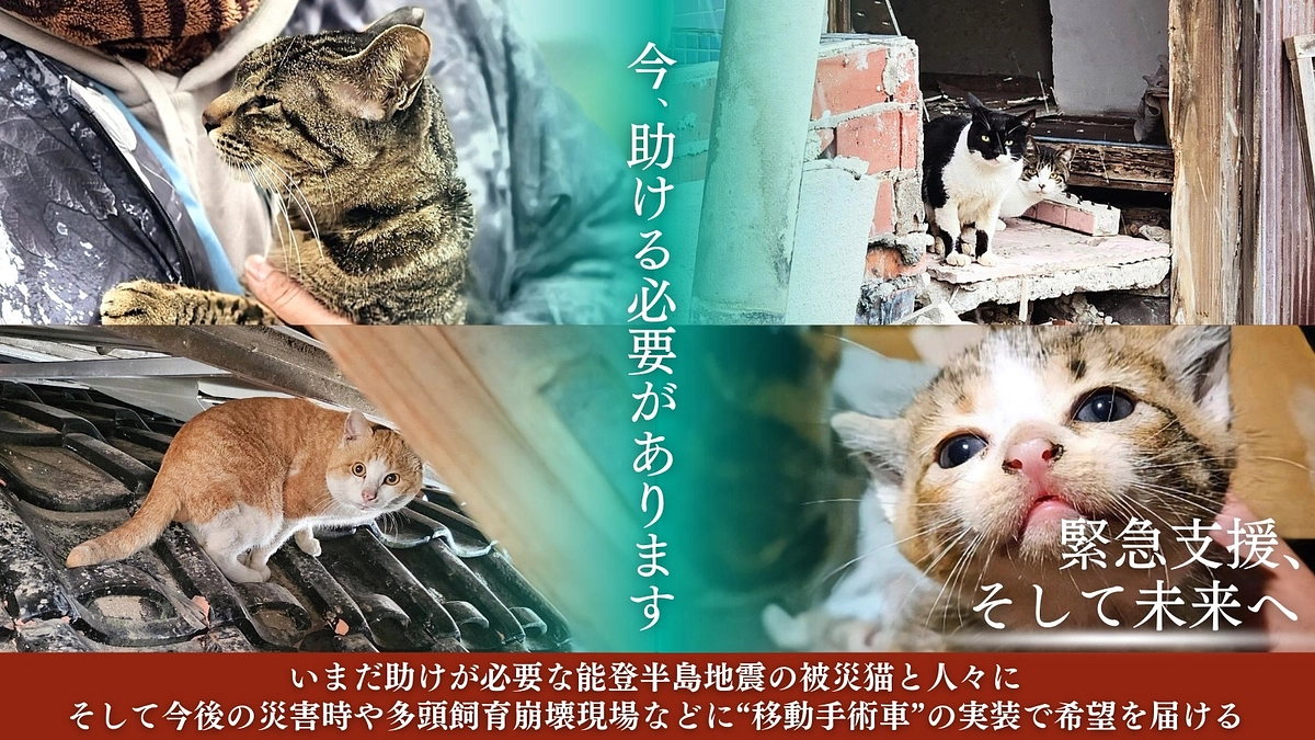 命を守るために医療が“動く”必要がある｜たんぽぽキャットクリニック院長 椿