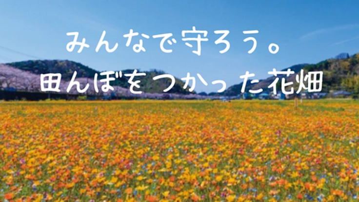 来年もこの景色が見たい。松崎町「田んぼをつかった花畑」存続へ