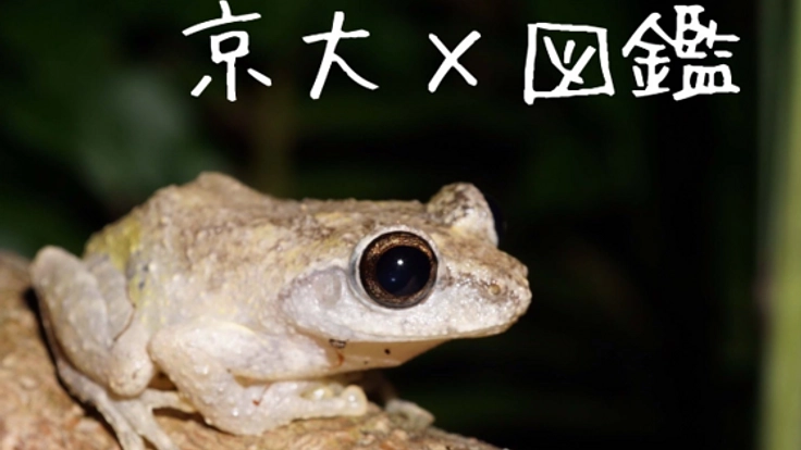 大学から世界に発信！ 京大生が届けるWeb生物図鑑