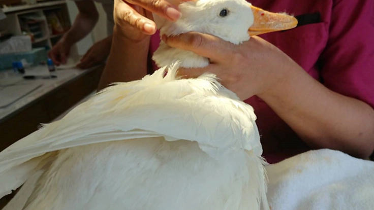 重傷を負った保護アヒルたちに継続した治療を！