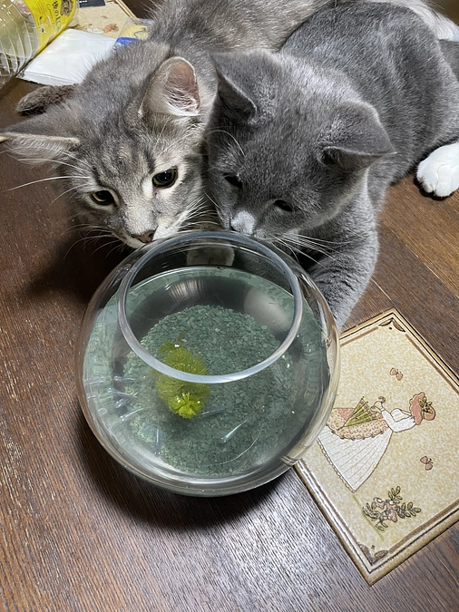 明日23:00が最終日です。最後のお願いです。