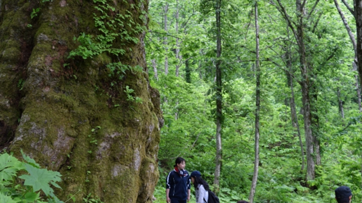 杜のまなびやを ! 年間を通じ各地の森で、杜のまなびやを開く