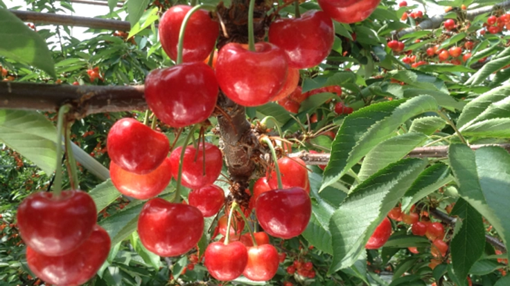 「農Biz」兼業農家・小規模農家の魅力を未来へつなげたい