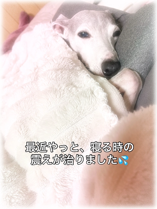 穏やかに寝てくれてます🐕💤