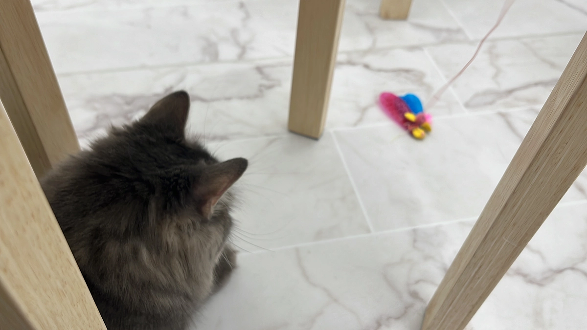 投薬50日目　シャカブン、王者奪還か