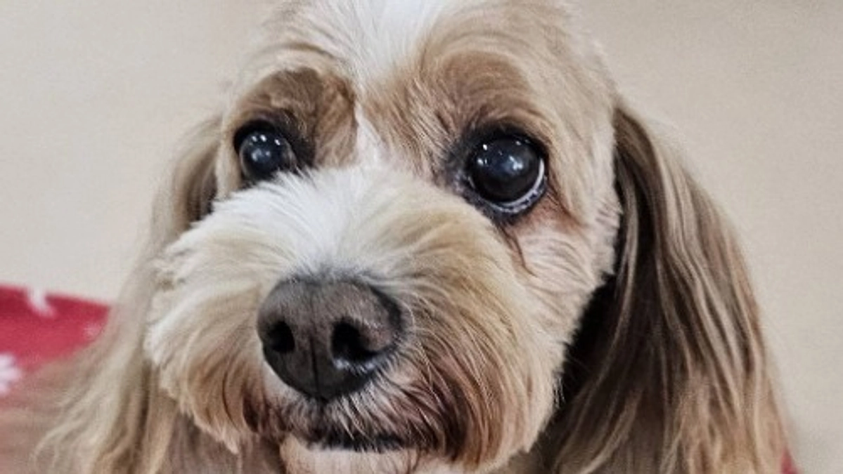 【シニアドッグサポーターで幸せになりました】一度は里帰りしたディーボ、新たな里親さんの元へ