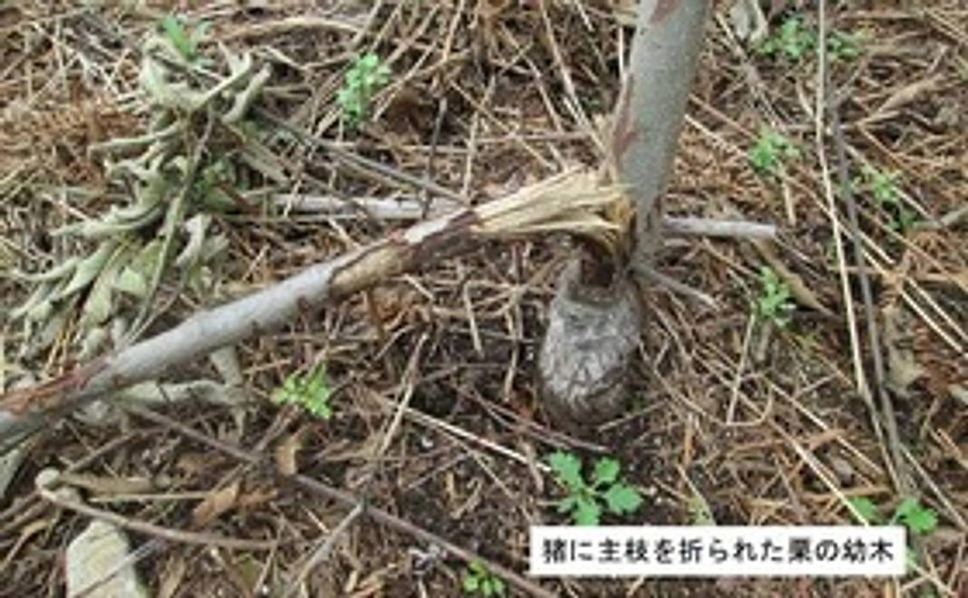 ●お礼の手紙・報告書と福田屋の和栗のお菓子を送ります。