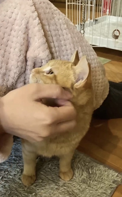 ひなちゃん（チャトラン）日に日に馴れてきています！