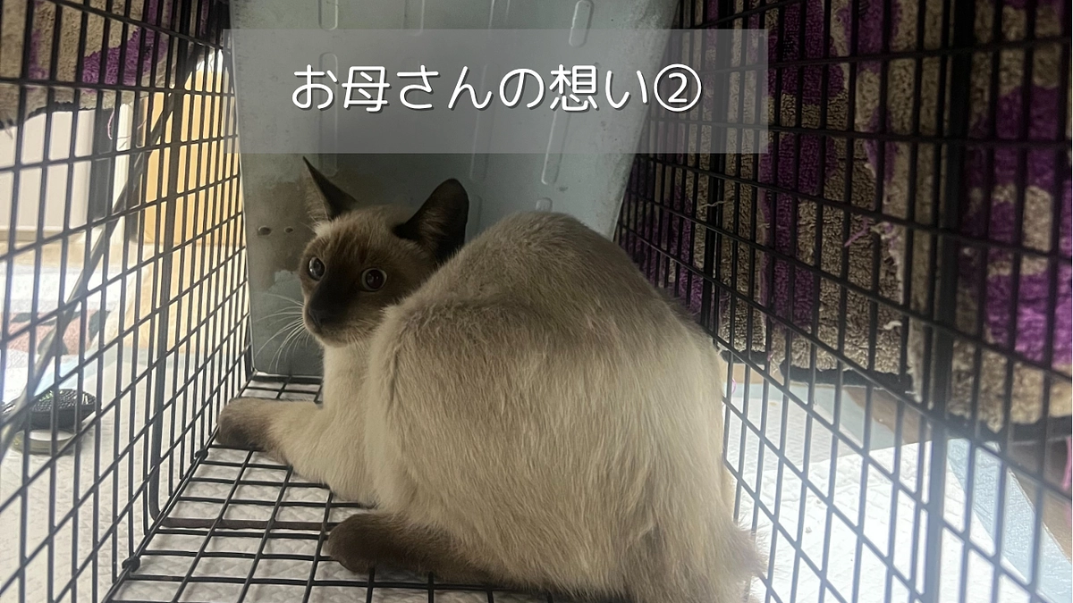 お母さんの想い②🌸♯9.10.11