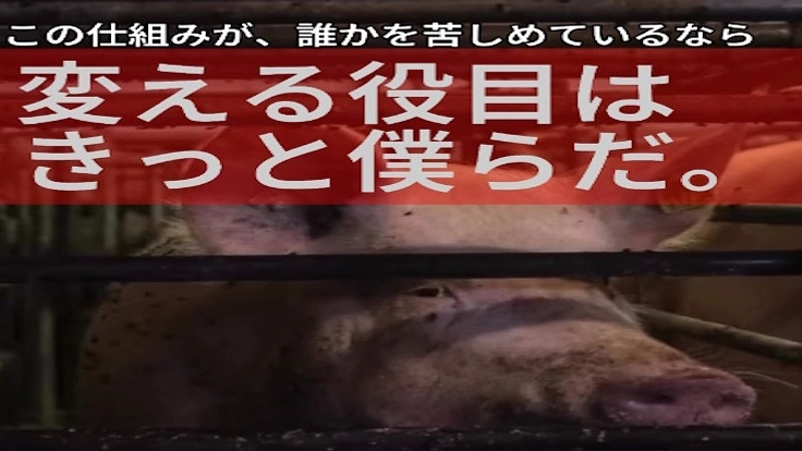 がんばったお母さん豚に、妊娠ストールの外で自由と安らぎを届けたい